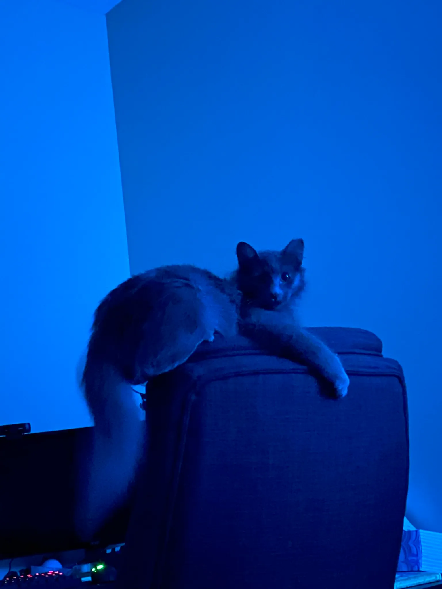 Columbus COTA bus routes visualized on a Leaflet map with real-time positions