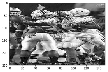 Buckeyes grayscale image